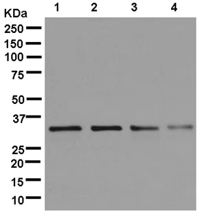 Western blot - Anti-RPB3 antibody [EPR13300(B)] - BSA and Azide free (AB250416)