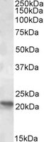Western blot - Anti-RPB7 antibody (AB93352)
