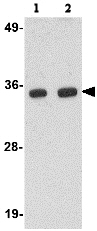 Western blot - Anti-RPC39 antibody (AB76951), expandable thumbnail
