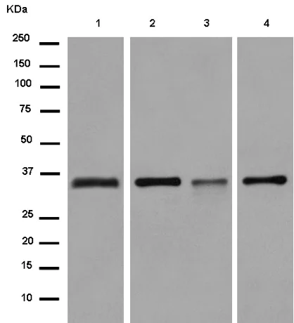 Western blot - Anti-RPC39 antibody [EPR13200] (AB180501)