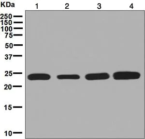 Western blot - Anti-RPE antibody [EPR7464] - BSA and Azide free (AB248202)