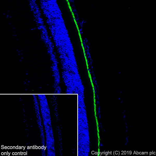 Immunohistochemistry (Frozen sections) - Anti-RPE65 antibody [EPR22579-44] (AB231782), expandable thumbnail