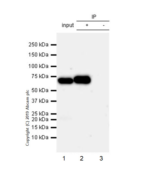 Immunoprecipitation - Anti-RPE65 antibody [EPR22579-44] (AB231782), expandable thumbnail