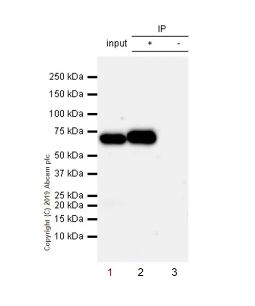 Immunoprecipitation - Anti-RPE65 antibody [EPR22579-44] (AB231782)
