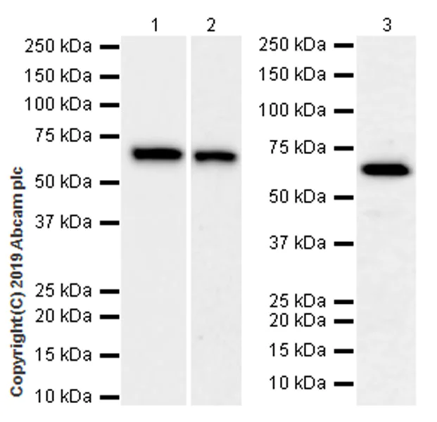 Western blot - Anti-RPE65 antibody [EPR22579-44] (AB231782)