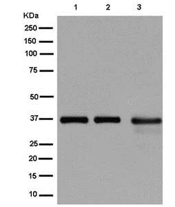 Western blot - Anti-RPF2 antibody [EP10252] (AB180604)
