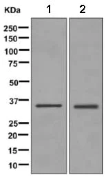 Western blot - Anti-RPF2 antibody [EPR10253(B)] - BSA and Azide free (AB249373)