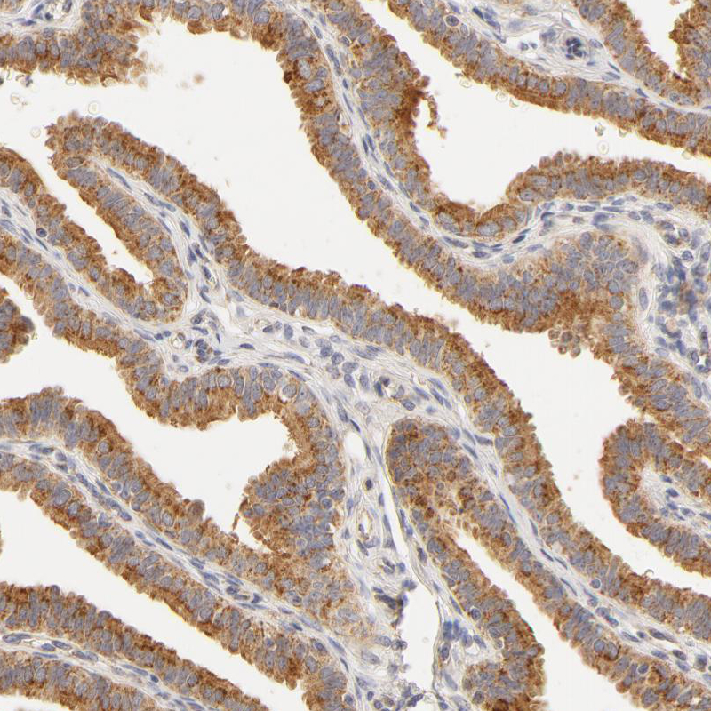 Immunohistochemistry (Formalin/PFA-fixed paraffin-embedded sections) - Anti-RPGR antibody (AB121143)