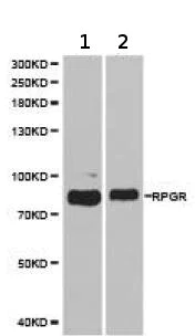 Western blot - Anti-RPGR antibody - N-terminal (AB180729)