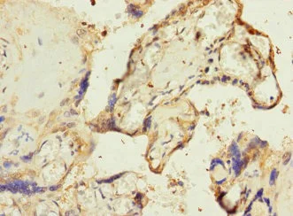 Immunohistochemistry (Formalin/PFA-fixed paraffin-embedded sections) - Anti-RPIA/PRI antibody (AB229967)