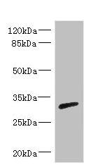 Western blot - Anti-RPIA/PRI antibody (AB229967)