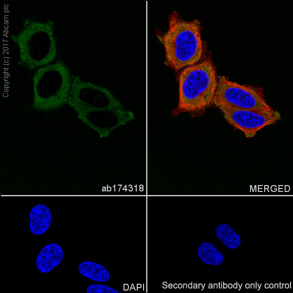 Immunocytochemistry/ Immunofluorescence - Anti-RPL10A antibody [EPR12344] (AB174318), expandable thumbnail