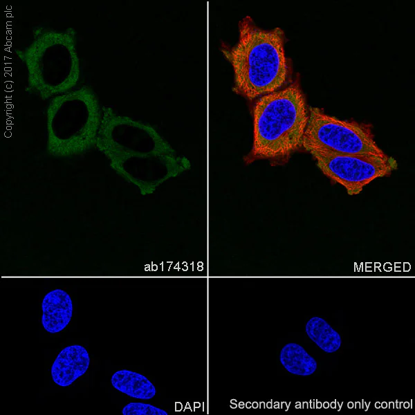 Immunocytochemistry/ Immunofluorescence - Anti-RPL10A antibody [EPR12344] (AB174318)