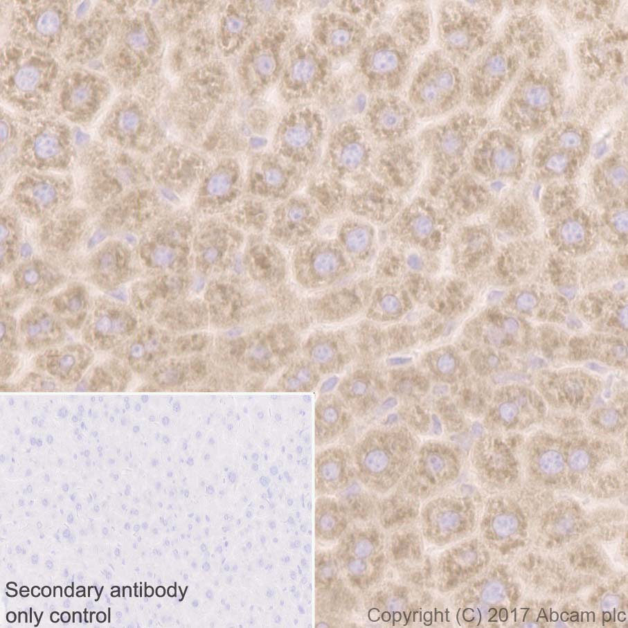 Immunohistochemistry (Formalin/PFA-fixed paraffin-embedded sections) - Anti-RPL10A antibody [EPR12344] (AB174318), expandable thumbnail