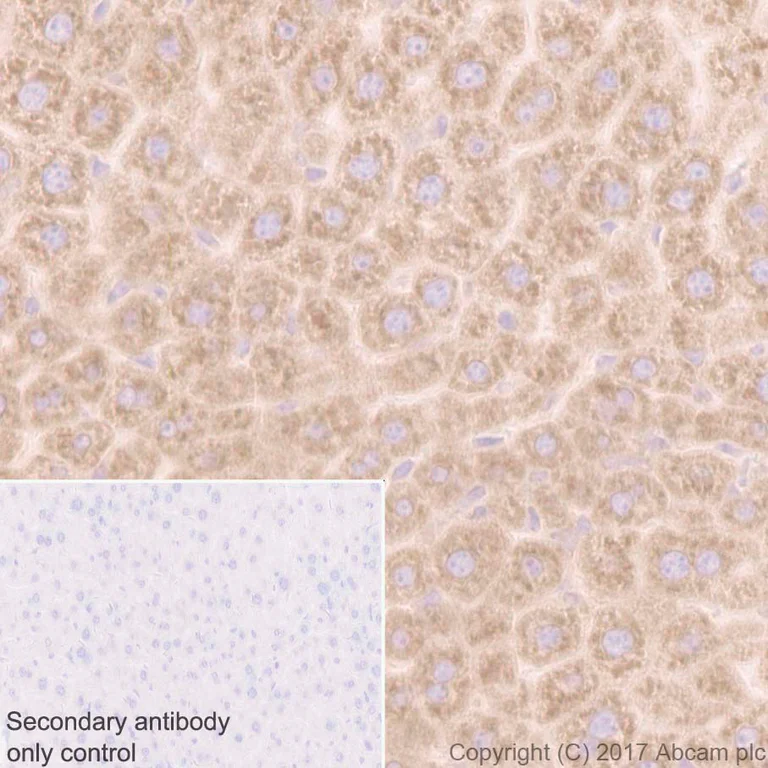 Immunohistochemistry (Formalin/PFA-fixed paraffin-embedded sections) - Anti-RPL10A antibody [EPR12344] (AB174318)
