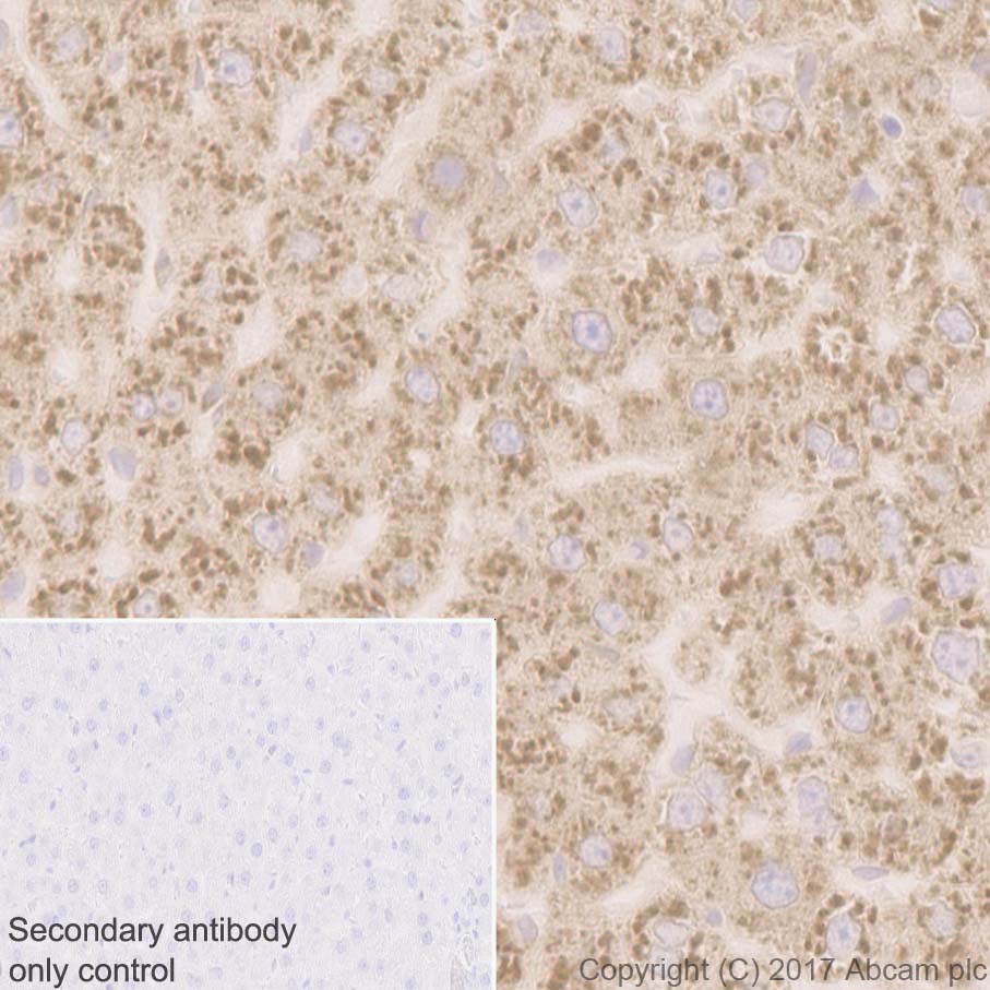 Immunohistochemistry (Formalin/PFA-fixed paraffin-embedded sections) - Anti-RPL10A antibody [EPR12344] (AB174318), expandable thumbnail