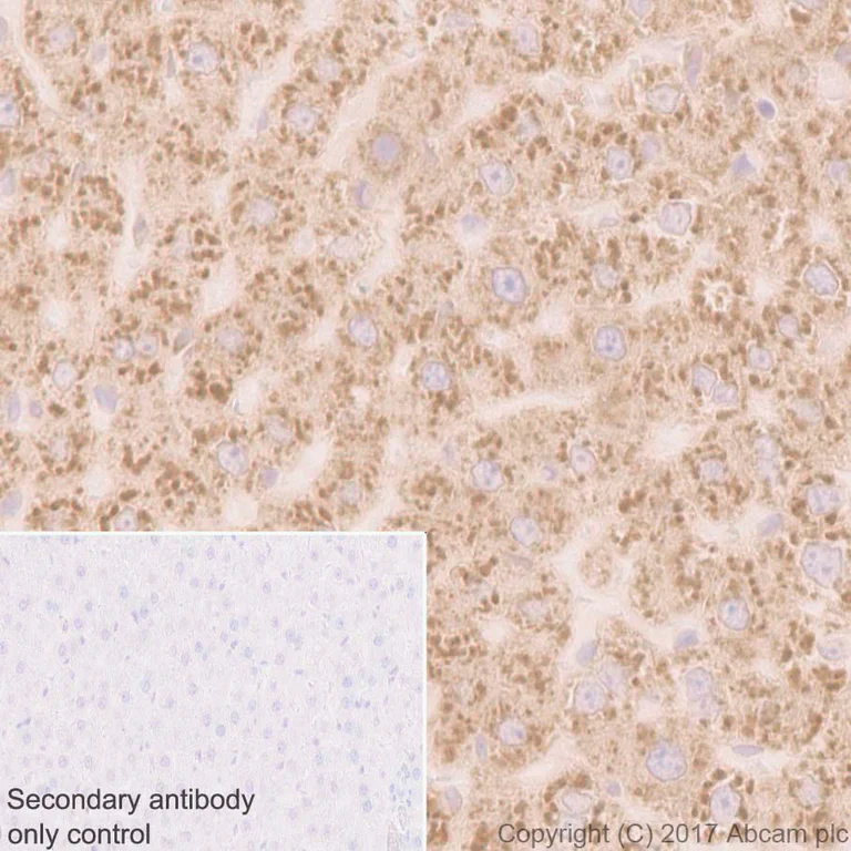 Immunohistochemistry (Formalin/PFA-fixed paraffin-embedded sections) - Anti-RPL10A antibody [EPR12344] (AB174318)
