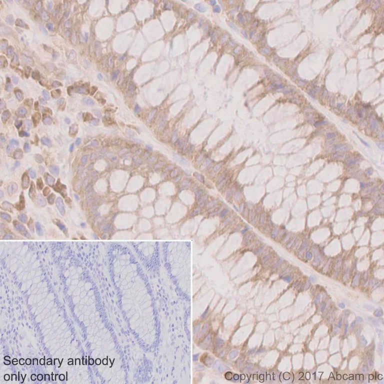 Immunohistochemistry (Formalin/PFA-fixed paraffin-embedded sections) - Anti-RPL10A antibody [EPR12344] - BSA and Azide free (AB240179)