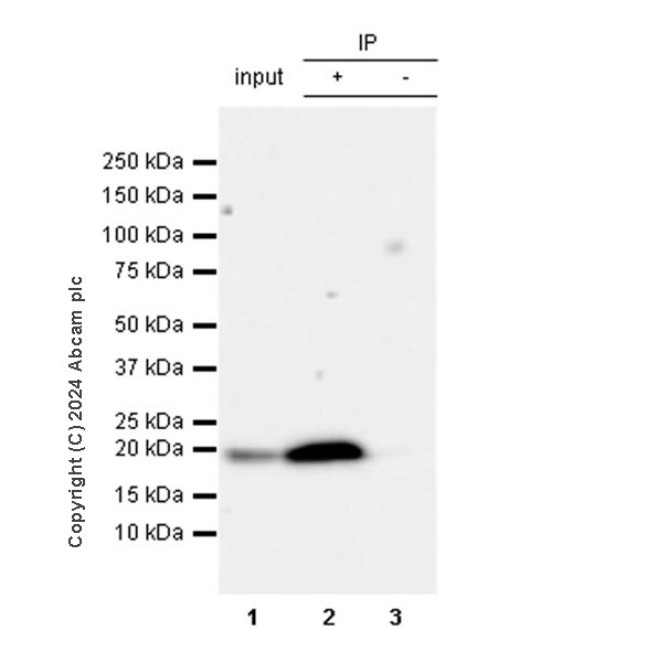 Immunoprecipitation - Anti-RPL11 antibody [EPR28901-64] (AB318976), expandable thumbnail