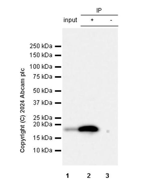 Immunoprecipitation - Anti-RPL11 antibody [EPR28901-64] (AB318976), expandable thumbnail