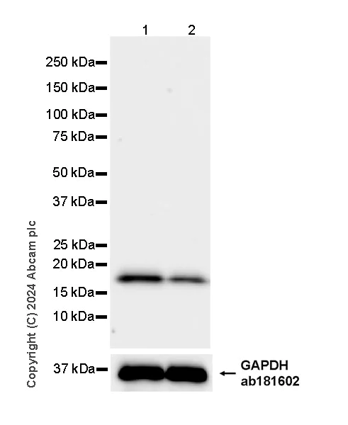 Western blot - Anti-RPL11 antibody [EPR28901-64] - BSA and Azide free (AB318977)