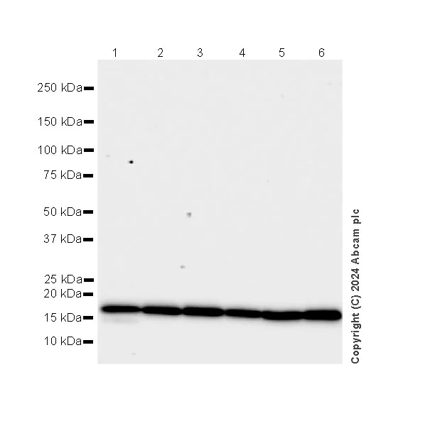 Western blot - Anti-RPL11 antibody [EPR28901-64] - BSA and Azide free (AB318977)