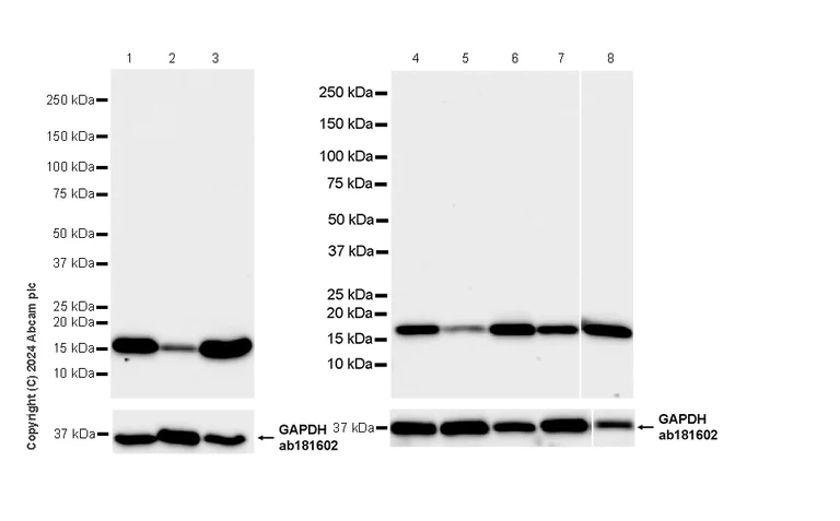 Western blot - Anti-RPL11 antibody [EPR28901-64] - BSA and Azide free (AB318977)