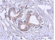 Immunohistochemistry (Formalin/PFA-fixed paraffin-embedded sections) - Anti-RPL12 antibody (AB127533), expandable thumbnail