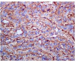 Immunohistochemistry (Formalin/PFA-fixed paraffin-embedded sections) - Anti-RPL13 antibody [EPR8828] (AB134961)