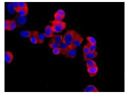 Immunocytochemistry/ Immunofluorescence - Anti-RPL13 antibody [EPR8828] - BSA and Azide free (AB248754)