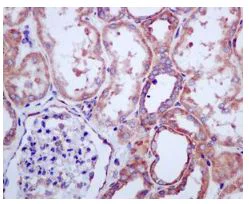 Immunohistochemistry (Formalin/PFA-fixed paraffin-embedded sections) - Anti-RPL13 antibody [EPR8828] - BSA and Azide free (AB248754)