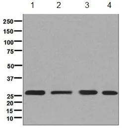 Western blot - Anti-RPL13 antibody [EPR8828] - BSA and Azide free (AB248754)