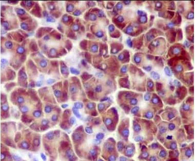 Immunohistochemistry (Formalin/PFA-fixed paraffin-embedded sections) - Anti-RPL14 antibody [EPR12301] - BSA and Azide free (AB250422)