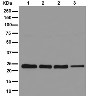 Western blot - Anti-RPL14 antibody [EPR12301] - BSA and Azide free (AB250422)