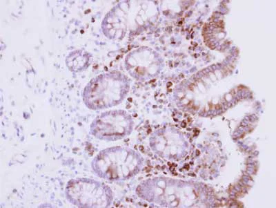 Immunohistochemistry (Formalin/PFA-fixed paraffin-embedded sections) - Anti-RPL15/L10 antibody (AB155802)