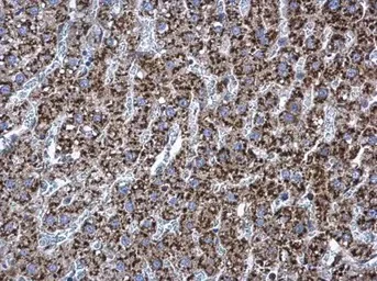 Immunohistochemistry (Formalin/PFA-fixed paraffin-embedded sections) - Anti-RPL17 antibody (AB155781)