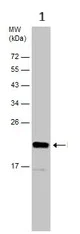 Western blot - Anti-RPL17 antibody (AB155781)