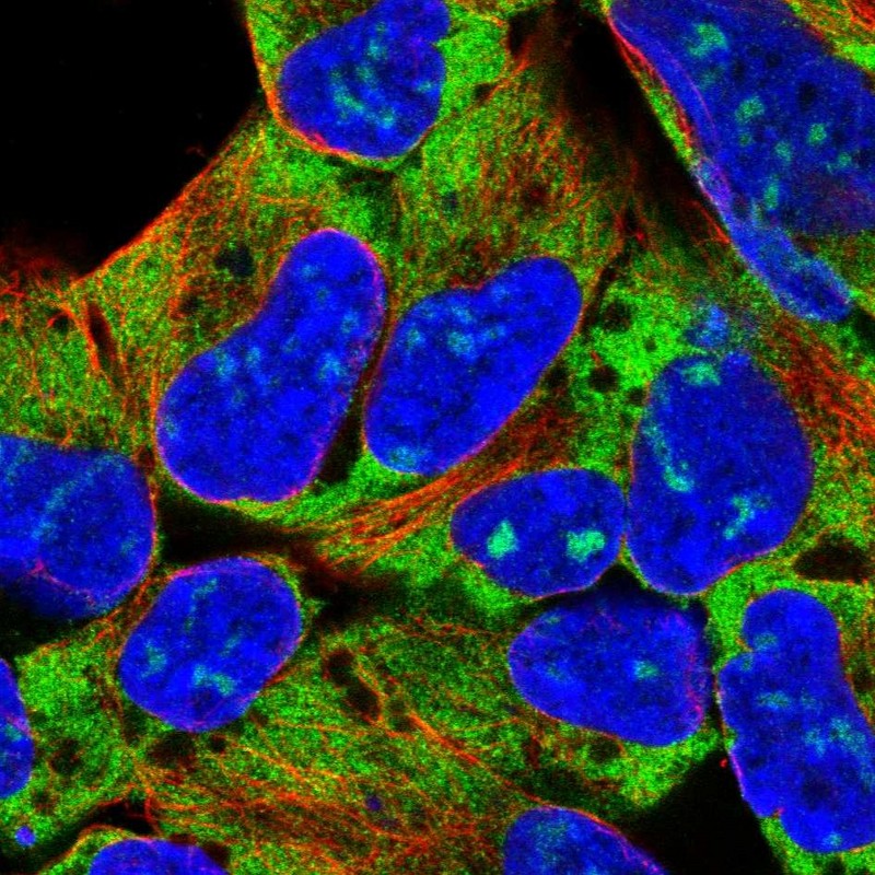 Immunocytochemistry/ Immunofluorescence - Anti-RPL18 antibody (AB254898)
