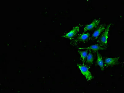 Immunocytochemistry/ Immunofluorescence - Anti-RPL19 antibody (AB224592)