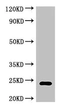 Western blot - Anti-RPL19 antibody (AB224592)