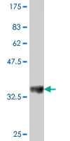 Western blot - Anti-RPL21 antibody (AB194664)