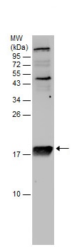 Western blot - Anti-RPL22 antibody (AB229458)