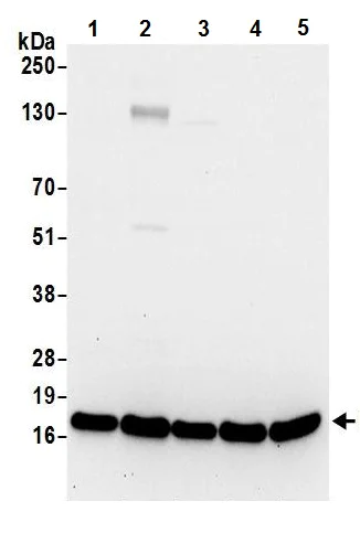 Western blot - Anti-RPL23 antibody (AB241088)