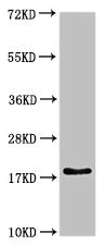 Western blot - Anti-RPL23A antibody (AB223089)