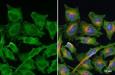 Immunocytochemistry/ Immunofluorescence - Anti-RPL24 antibody (AB126172)