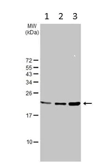 Western blot - Anti-RPL24 antibody (AB126172)