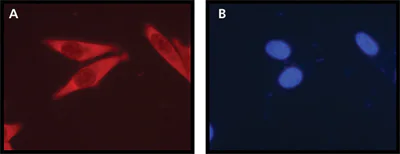 Immunocytochemistry/ Immunofluorescence - Anti-RPL26 + RPL26L1 antibody (AB59567)