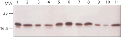 Western blot - Anti-RPL26 + RPL26L1 antibody (AB59567)