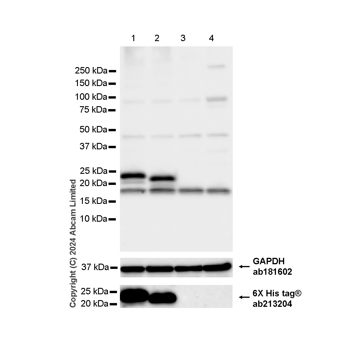Western blot - Anti-RPL26 + RPL26L1 antibody (AB59567)