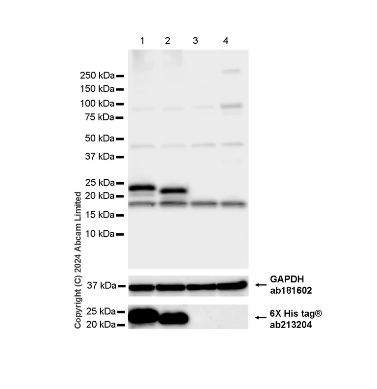 Western blot - Anti-RPL26 + RPL26L1 antibody (AB59567)